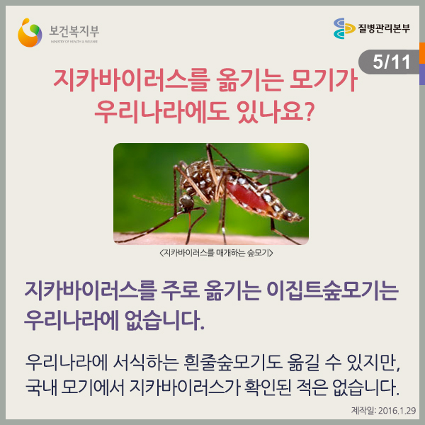 지카바이러스를 옮기는 모기가 우리나라에도 있나요?
지카바이러스를 가장 많이 옮기는 이집트숲모기는 우리나라에 없습니다.
우리나라의 흰줄숲모기도 옮길 수는 있지만, 지카바이러스가 있는 것으로 확인된 경우는 없습니다.